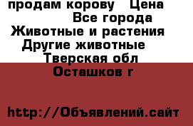 продам корову › Цена ­ 70 000 - Все города Животные и растения » Другие животные   . Тверская обл.,Осташков г.